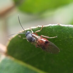 Cynipidae