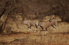 Oryx beisa beisa