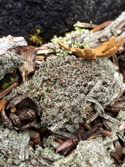 Bryoplaca sinapisperma