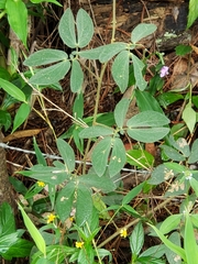 Hymenaea courbaril