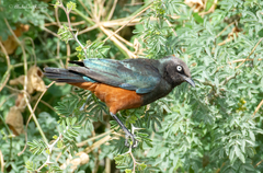 Lamprotornis pulcher