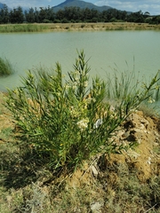 Gomphocarpus fruticosus