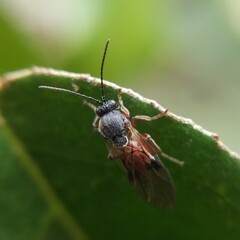 Cynipidae