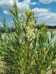Gomphocarpus fruticosus
