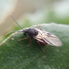 Cynipidae