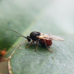 Cynipidae