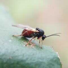 Cynipidae