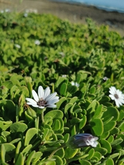 Dimorphotheca fruticosa