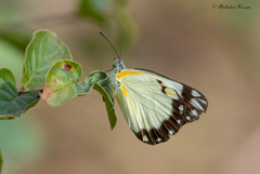 Belenois creona creona