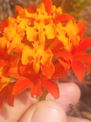 Epidendrum fulgens