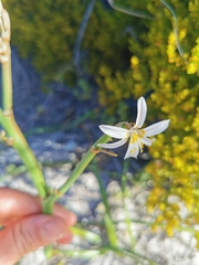 Trachyandra divaricata