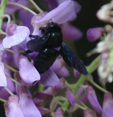 Xylocopa violacea
