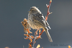 Carpodacus pulcherrimus
