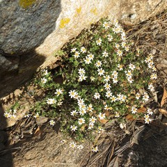 Perityle coronopifolia