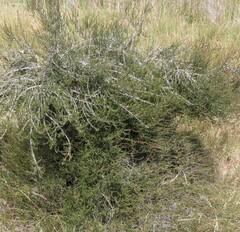 Cliffortia ericifolia