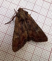 Mniotype occidentalis