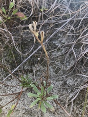 Oenothera humifusa