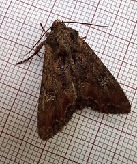 Mniotype occidentalis