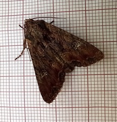 Mniotype occidentalis