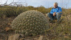 Echinocereus stramineus