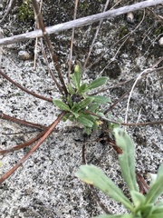 Oenothera humifusa