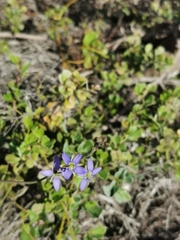 Heliophila linearis