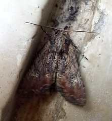 Mniotype occidentalis