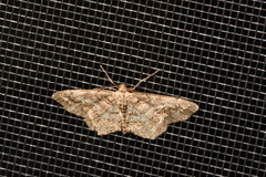 Hypagyrtis piniata
