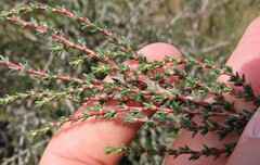 Cliffortia ericifolia