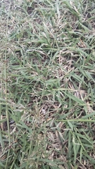 Eragrostis