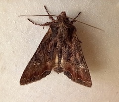 Mniotype occidentalis