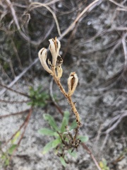 Oenothera humifusa