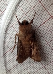 Mniotype occidentalis