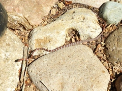 Imantodes gemmistratus