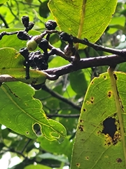 Ocotea leucoxylon