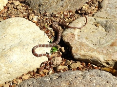 Imantodes gemmistratus