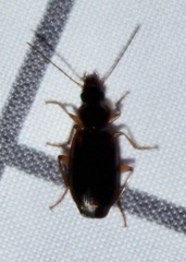 Cymindis limbata