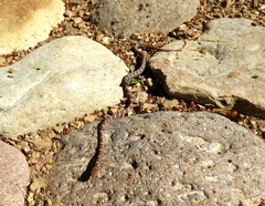 Imantodes gemmistratus