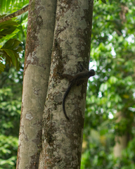 Callithrix jacchus × penicillata