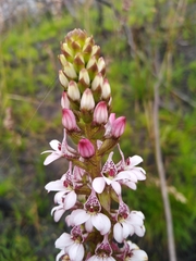 Satyrium rhynchanthum