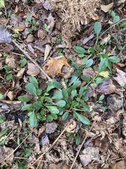 Packera obovata