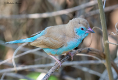 Uraeginthus bengalus