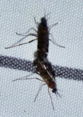 Sylvicola