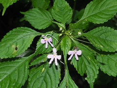 Impatiens hochstetteri