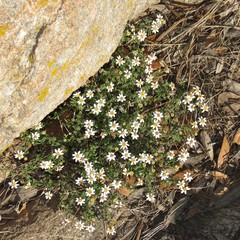 Perityle coronopifolia