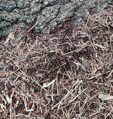 Formica integra