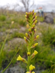 Tritoniopsis bicolor