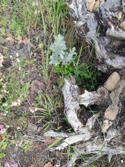 Podalyria sericea