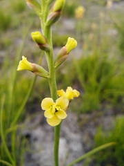 Tritoniopsis bicolor