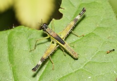 Eumastax